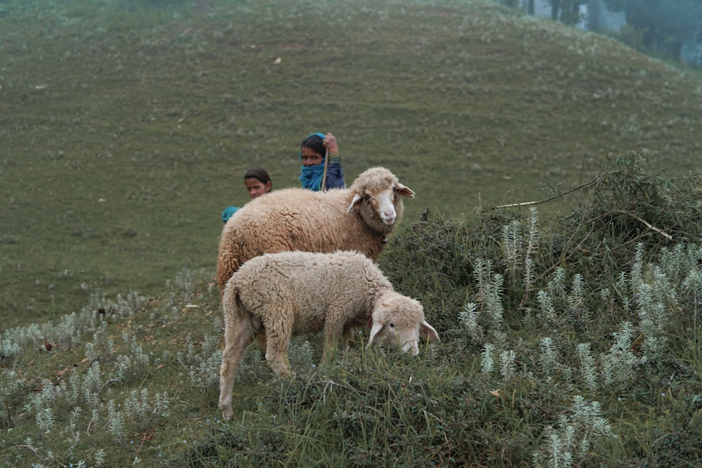 a couple of sheep standing on top of a lush green hillside