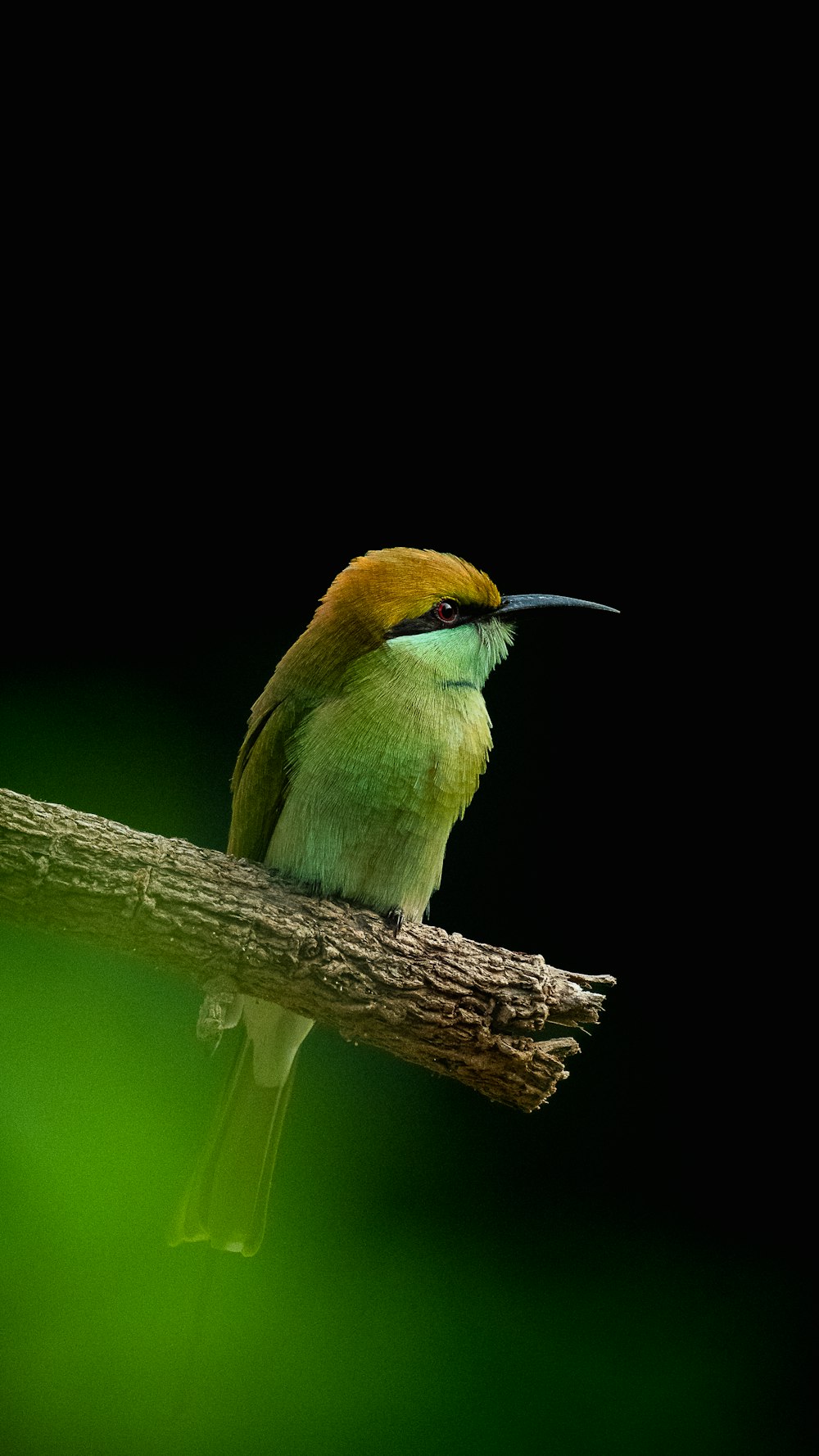 a bird with a long beak sitting on a branch