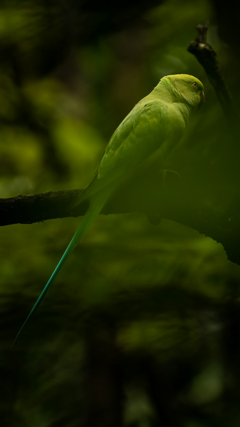 a green bird is perched on a branch