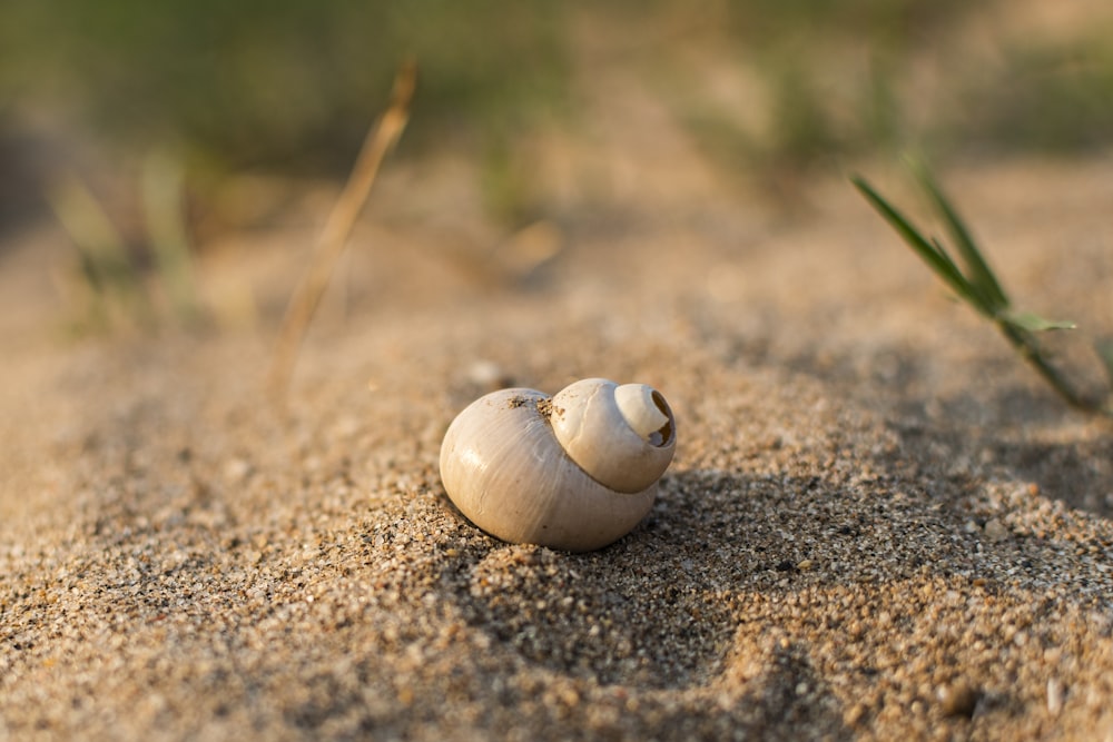 a small white shell sitting on top of a sandy beach