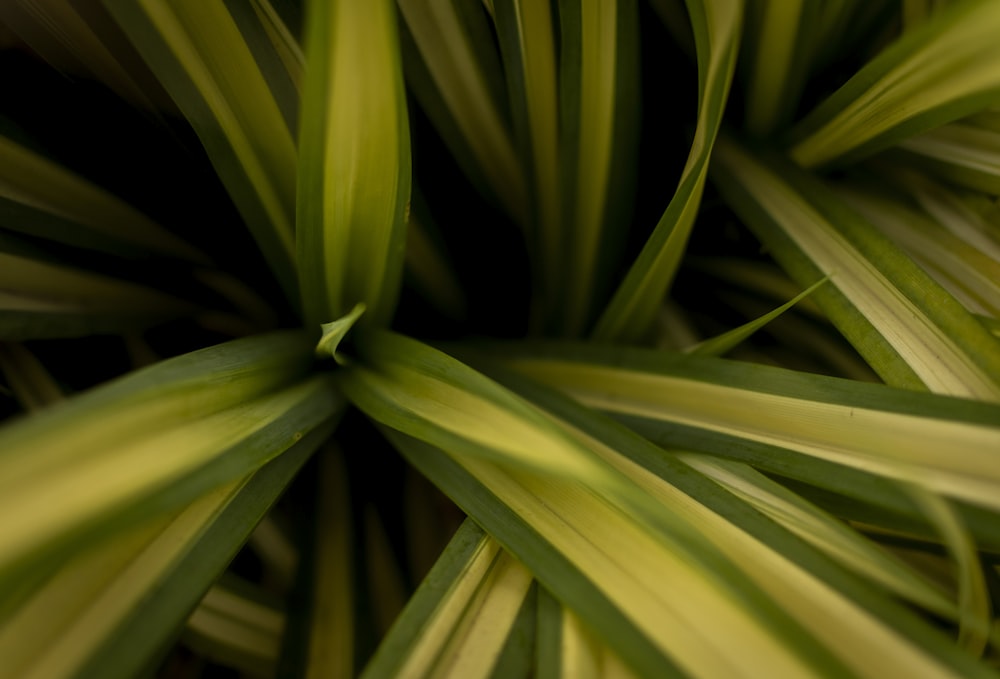 a close up of a plant with green leaves