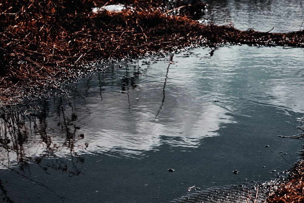 a flock of seagulls standing next to a body of water