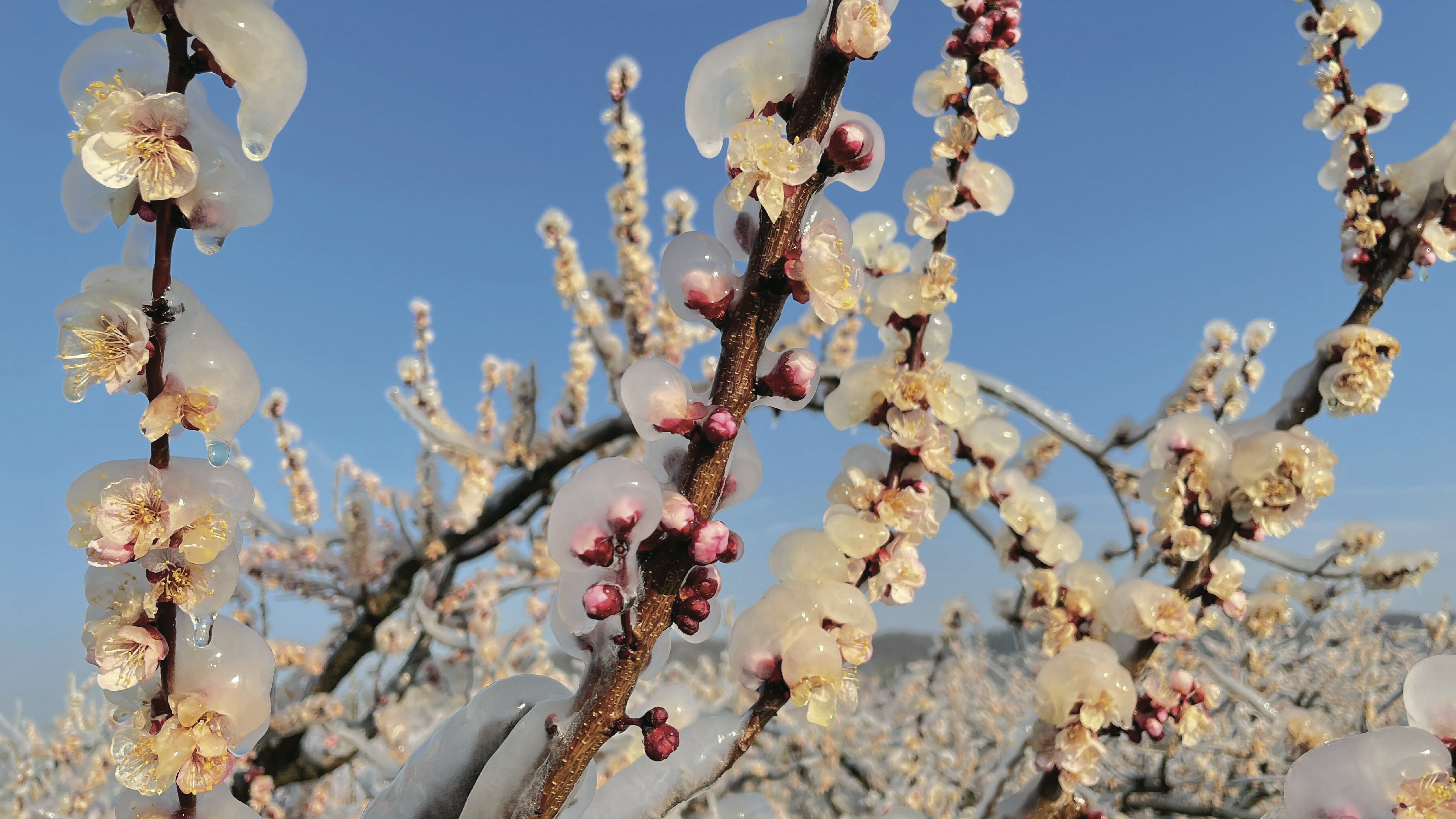 Un gros plan d’un arbre avec beaucoup de fleurs