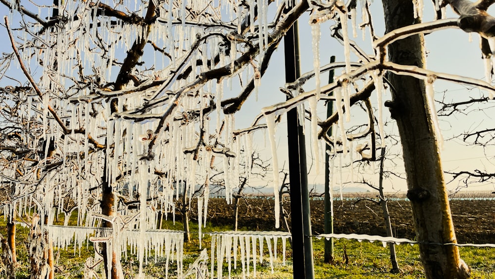 a tree with icicles hanging from it's branches