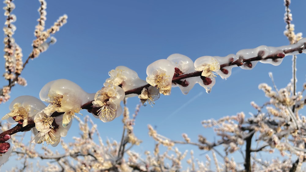 a close up of a branch with flowers on it