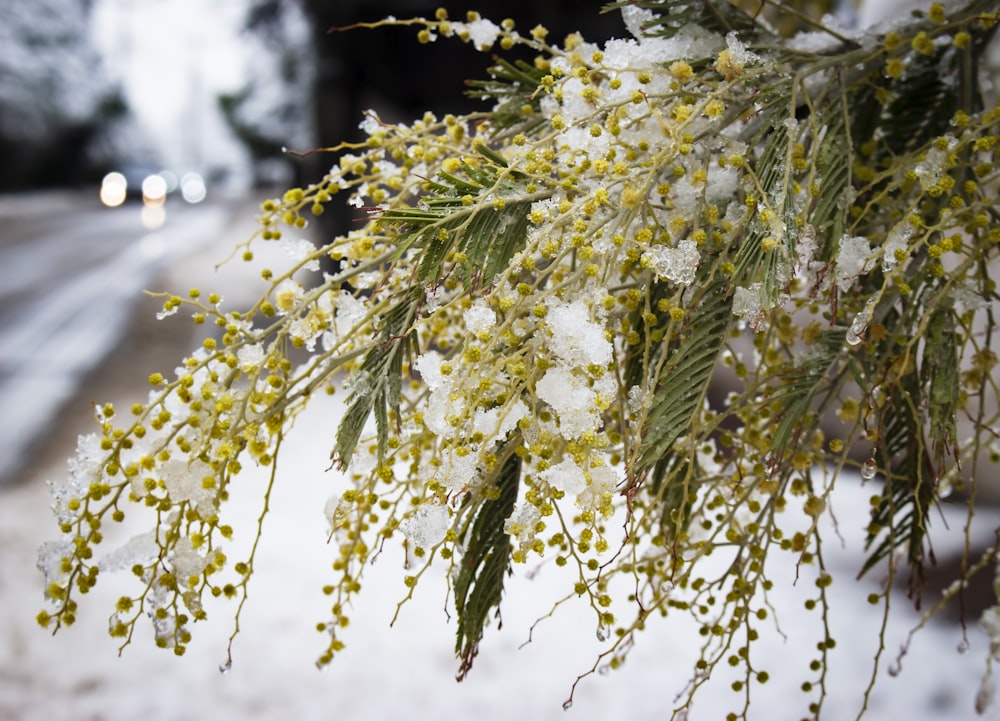 a branch of a tree covered in snow