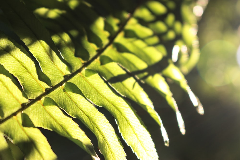 a close up view of a green leaf