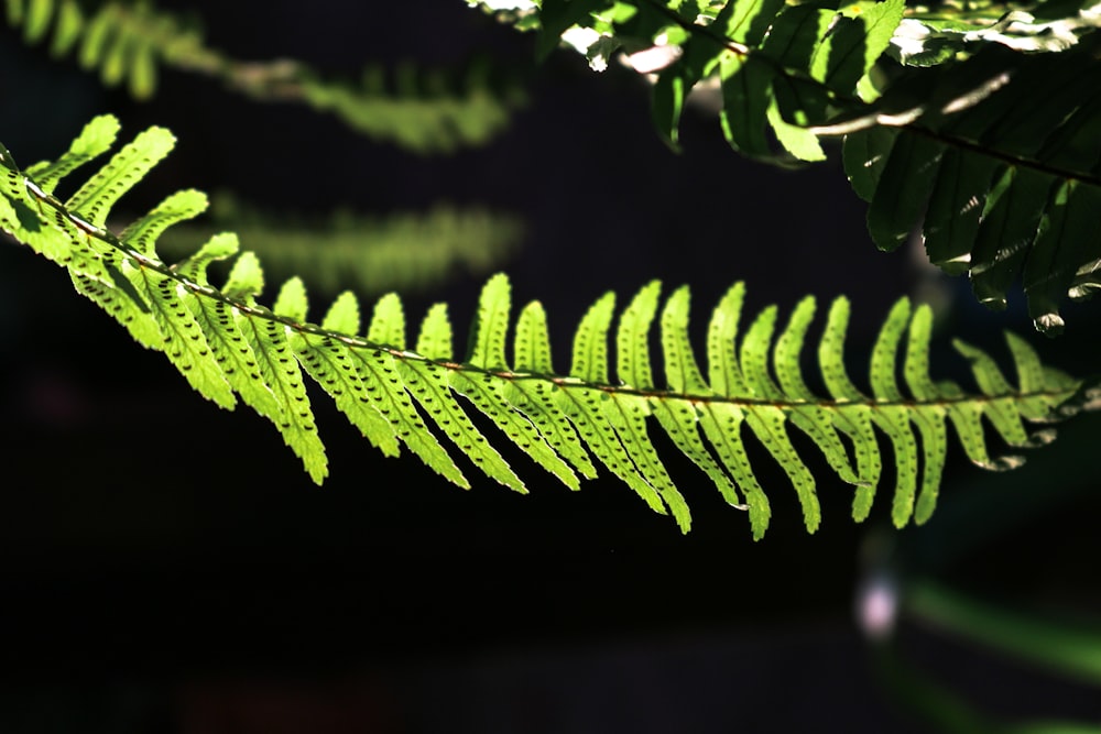a close up of a green fern leaf