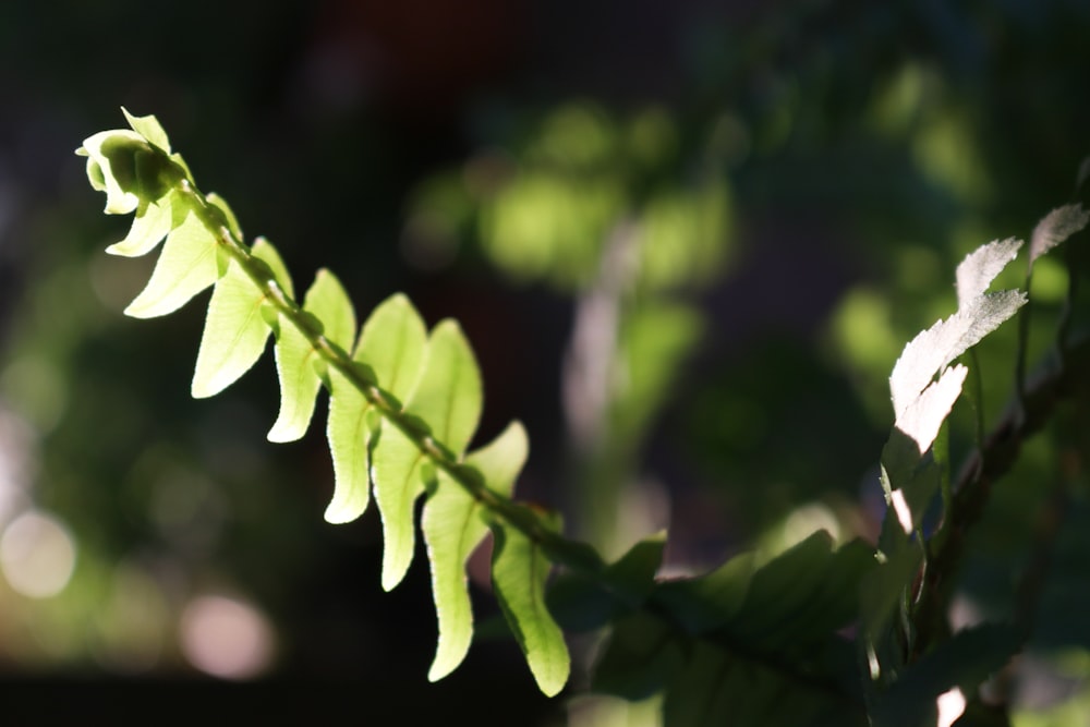 a close up of a green leaf on a tree