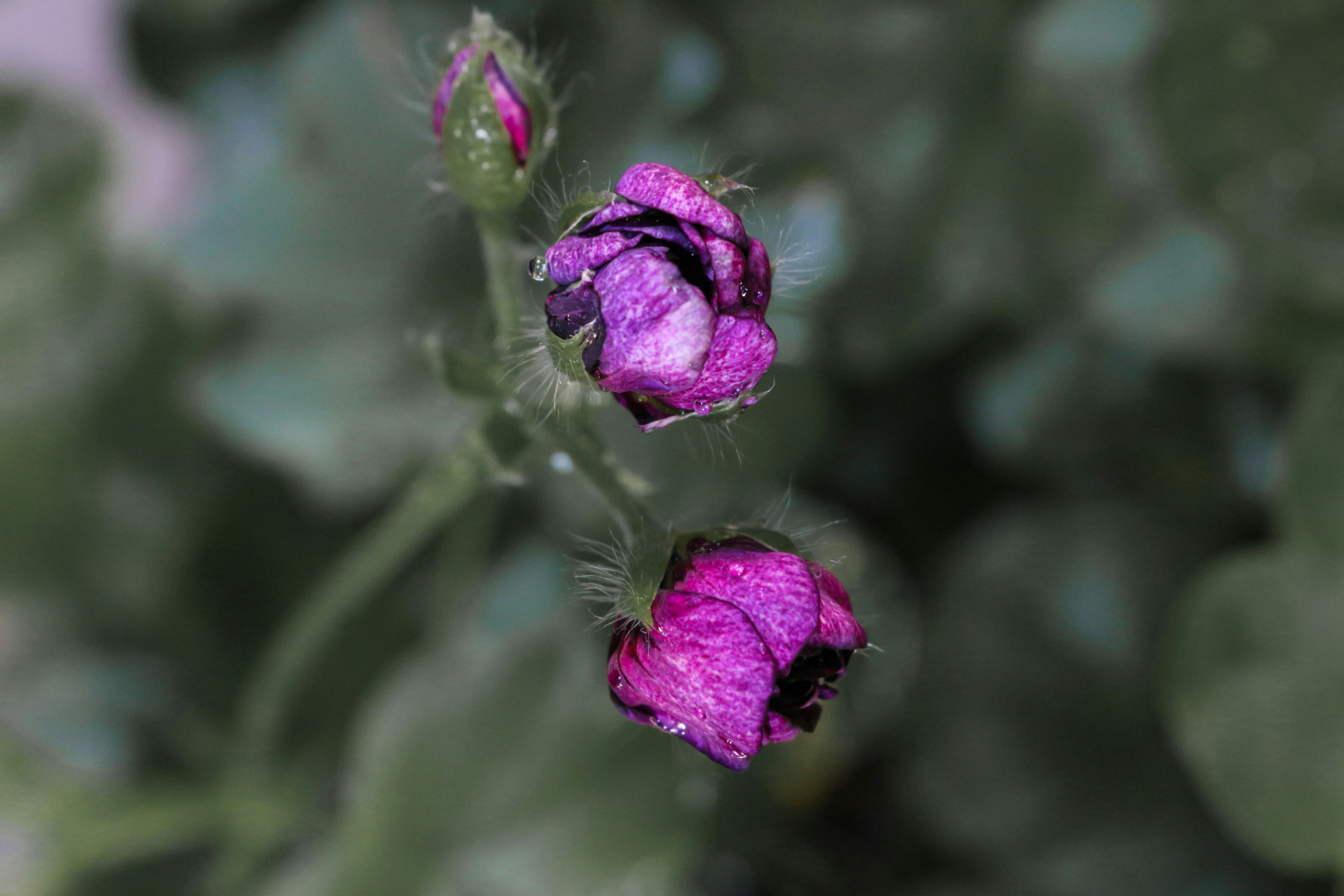植物の紫色の花のクローズアップ