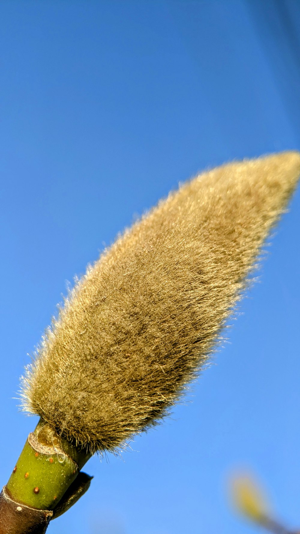 a close up of a plant with a blue sky in the background