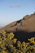 a mountain with yellow flowers in the foreground
