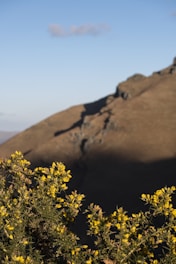 a mountain with yellow flowers in the foreground