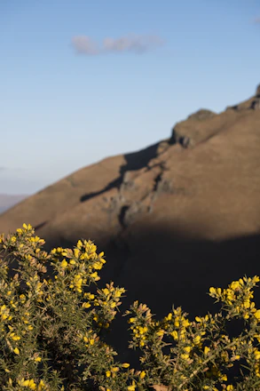 a mountain with yellow flowers in the foreground
