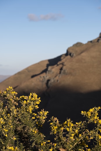 a mountain with yellow flowers in the foreground