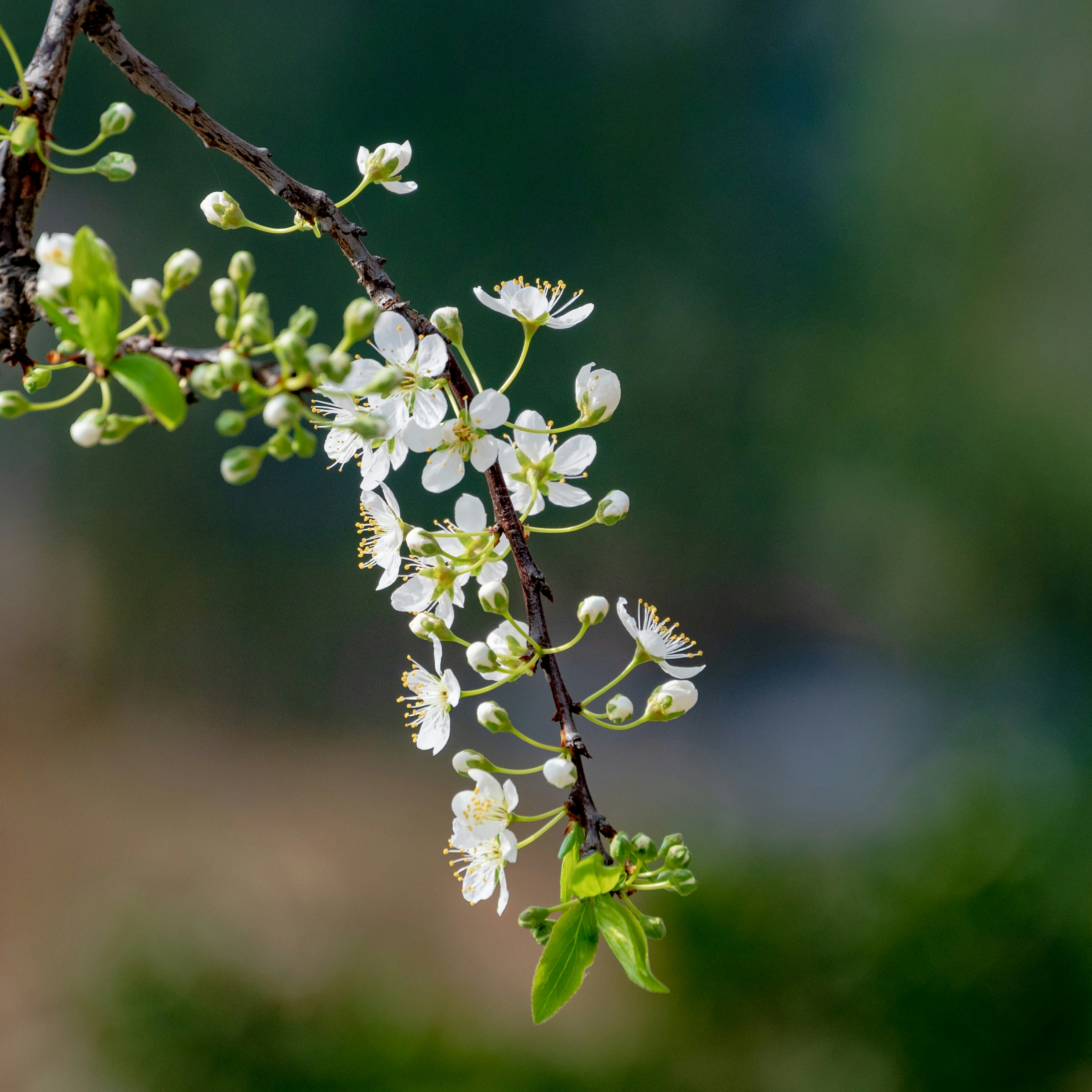 Choose from a curated selection of flower photos. Always free on Unsplash.