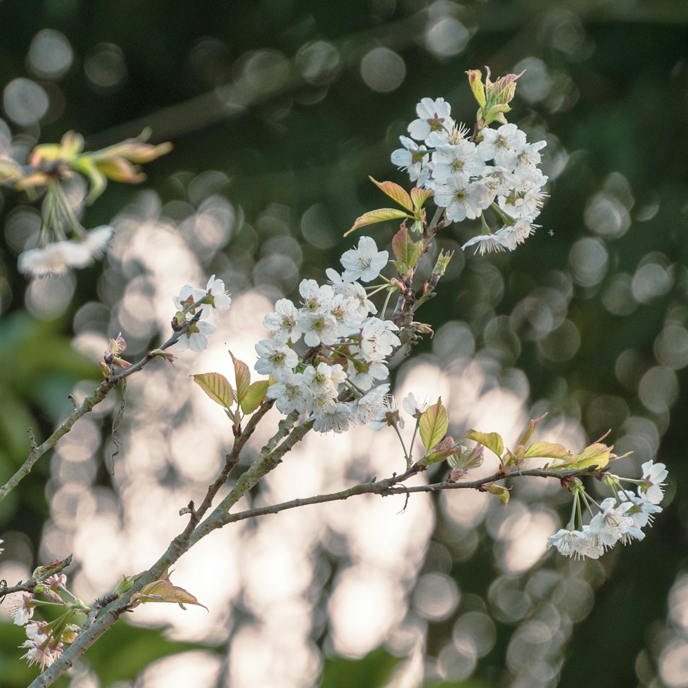 a branch of a tree with white flowers