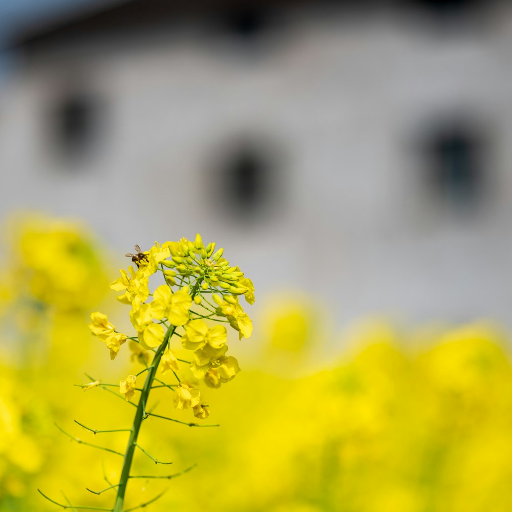 a yellow flower with a building in the background
