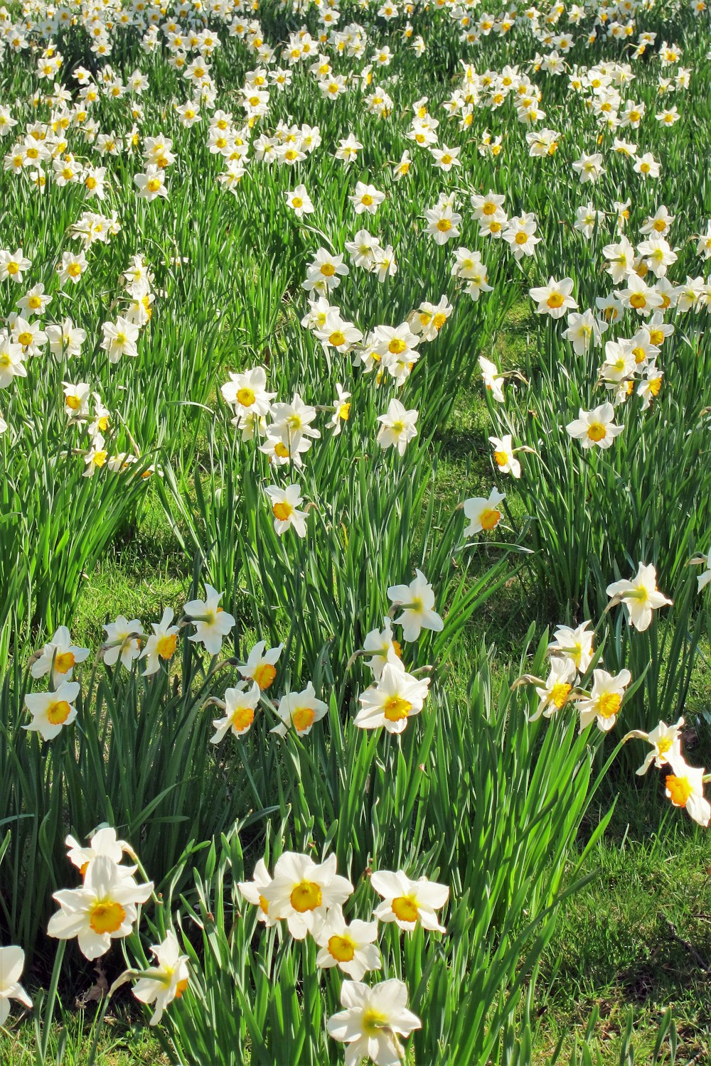 a field full of white and yellow flowers