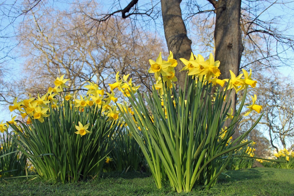 a bunch of flowers that are in the grass