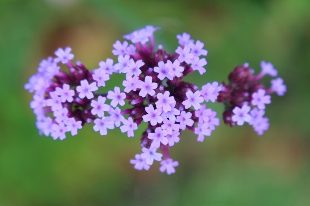 a close up of a bunch of purple flowers