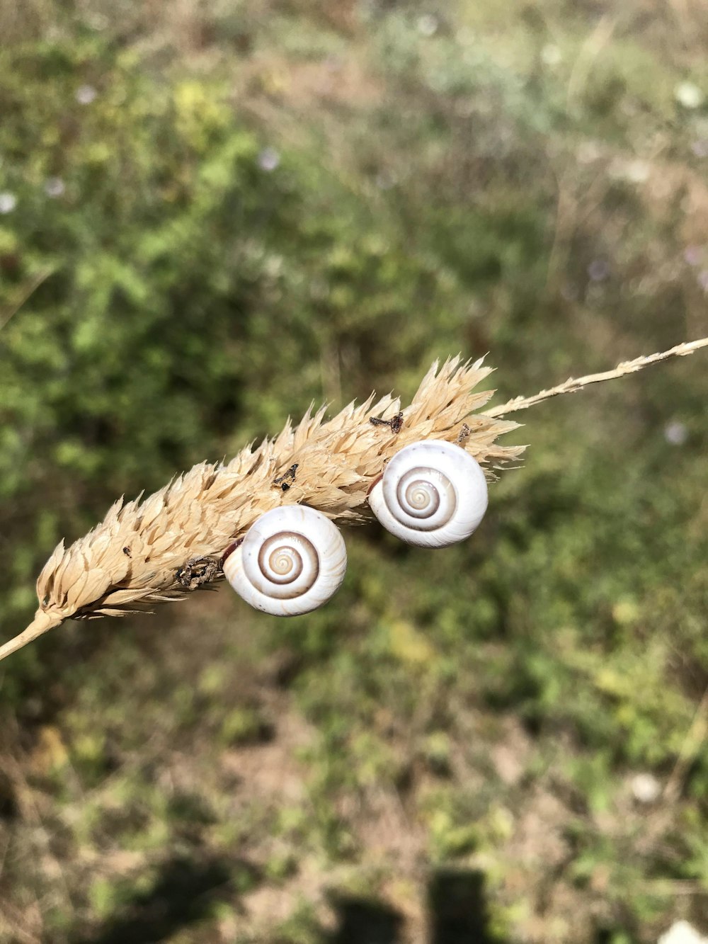 a couple of white snails sitting on top of a plant