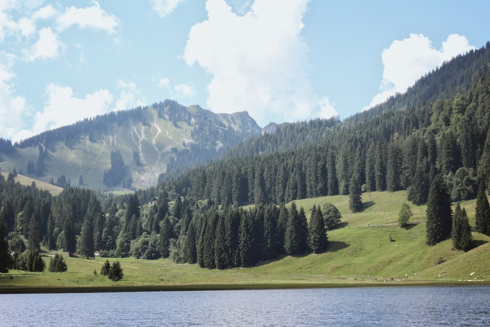 a large body of water surrounded by a forest