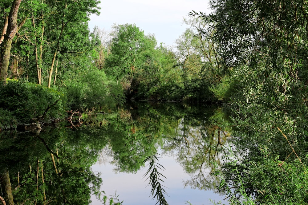 a body of water surrounded by lots of trees