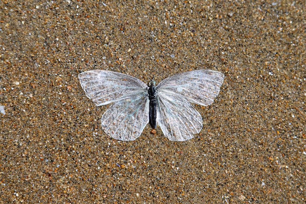 a small white butterfly sitting on top of a sandy beach
