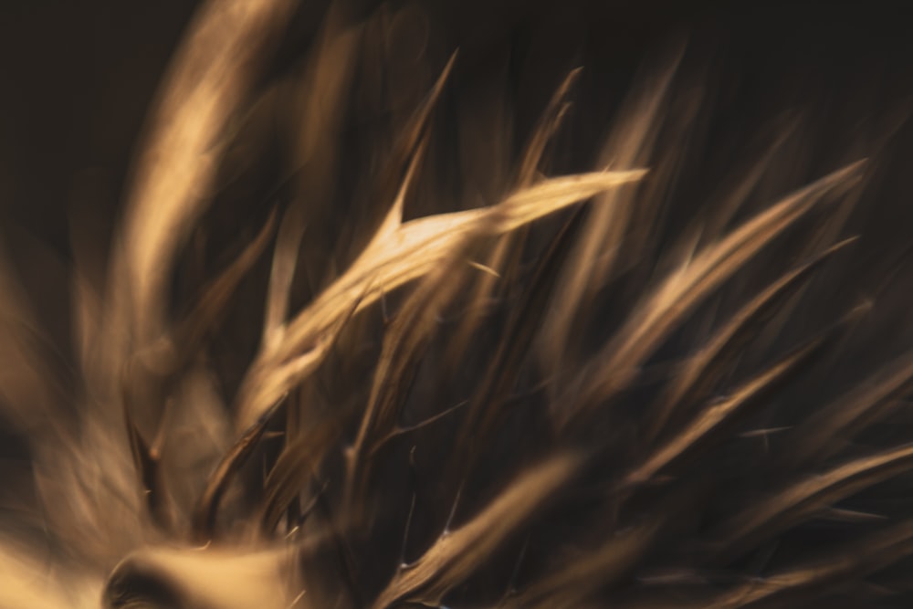 a blurry photo of a plant with long grass