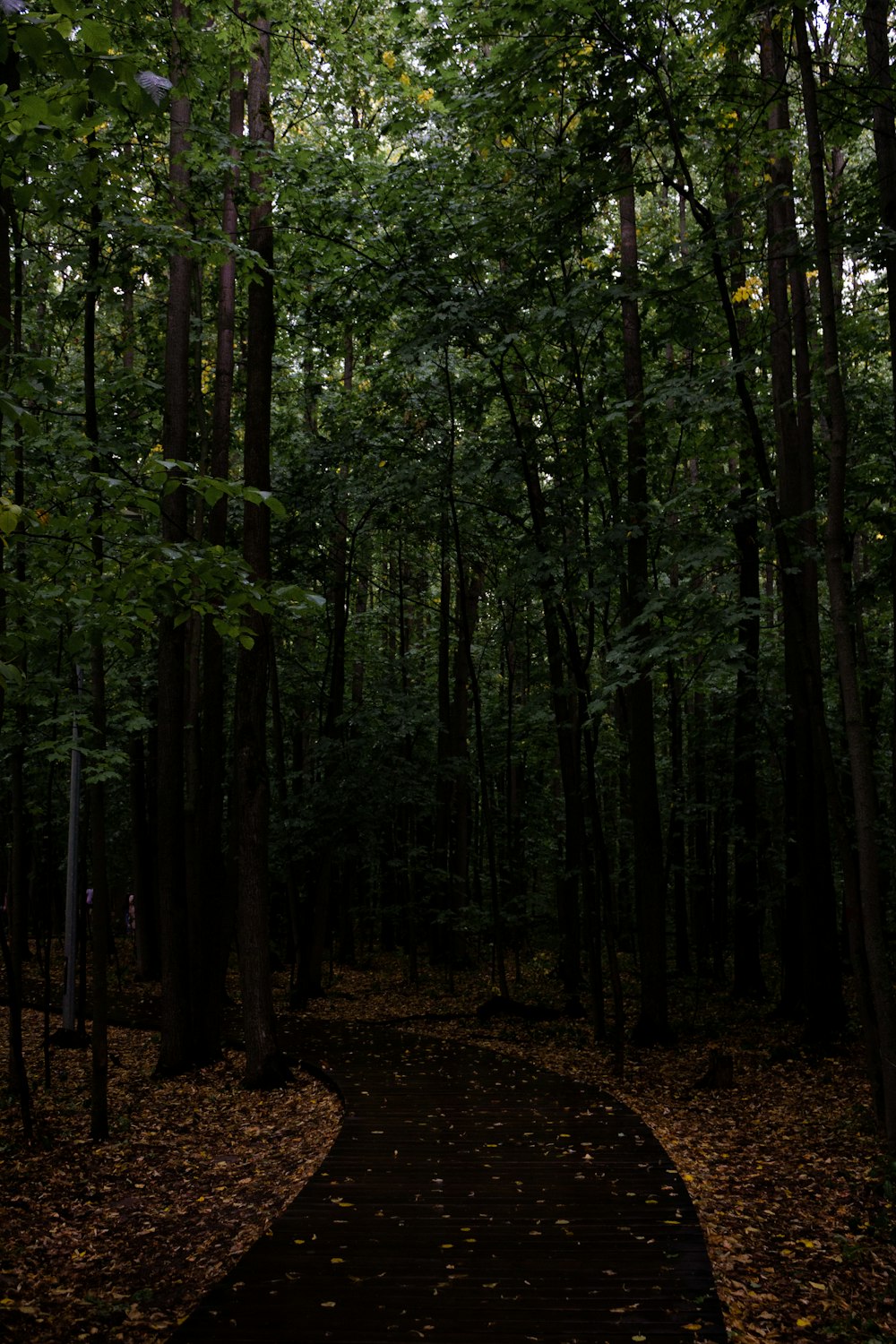 Un chemin au milieu d’une forêt avec beaucoup d’arbres