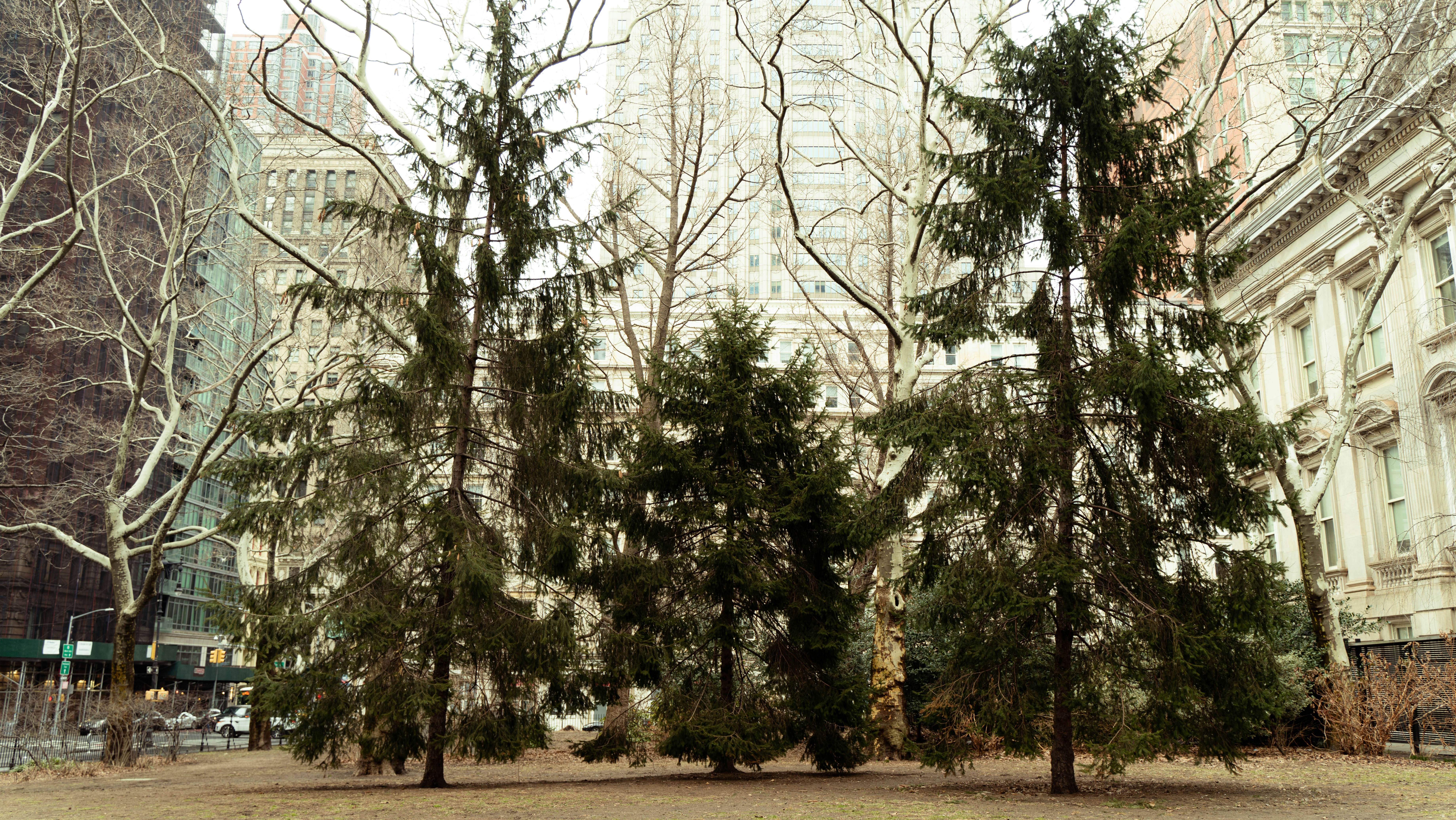 a couple of trees that are in the grass
