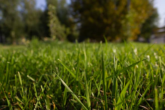 a close up of a grassy field with trees in the background
