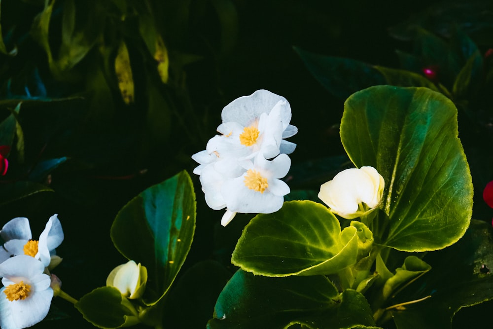 a group of white flowers sitting on top of green leaves