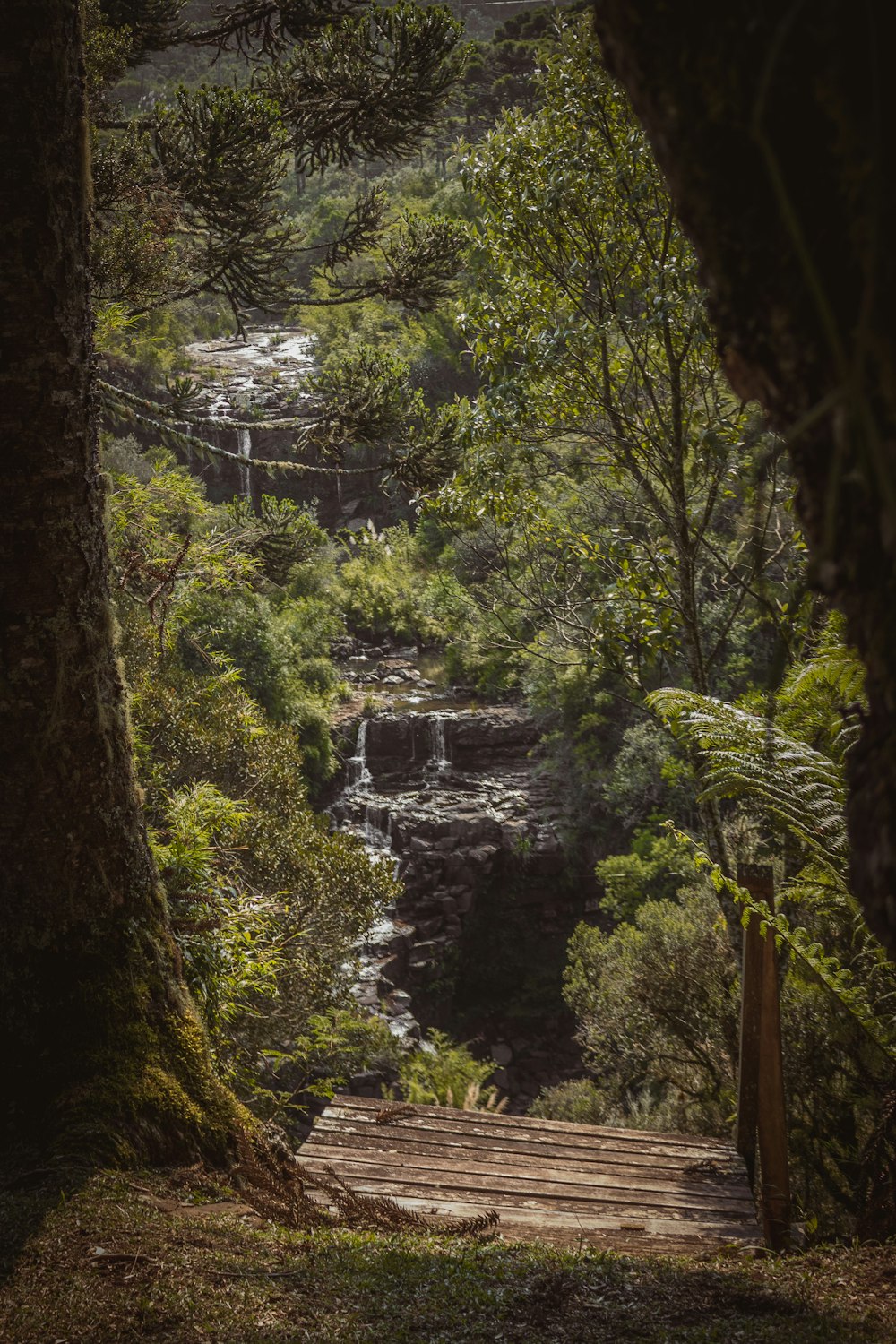 a wooden bridge over a stream in a forest