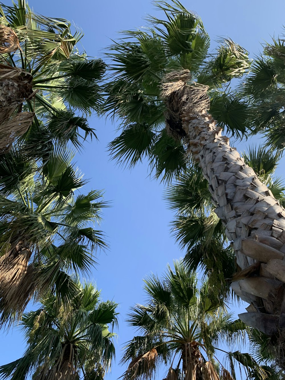 a palm tree with a blue sky in the background