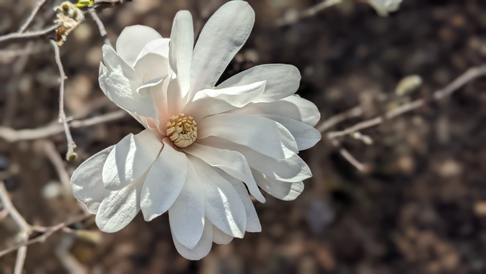 a white flower with a yellow center on a branch