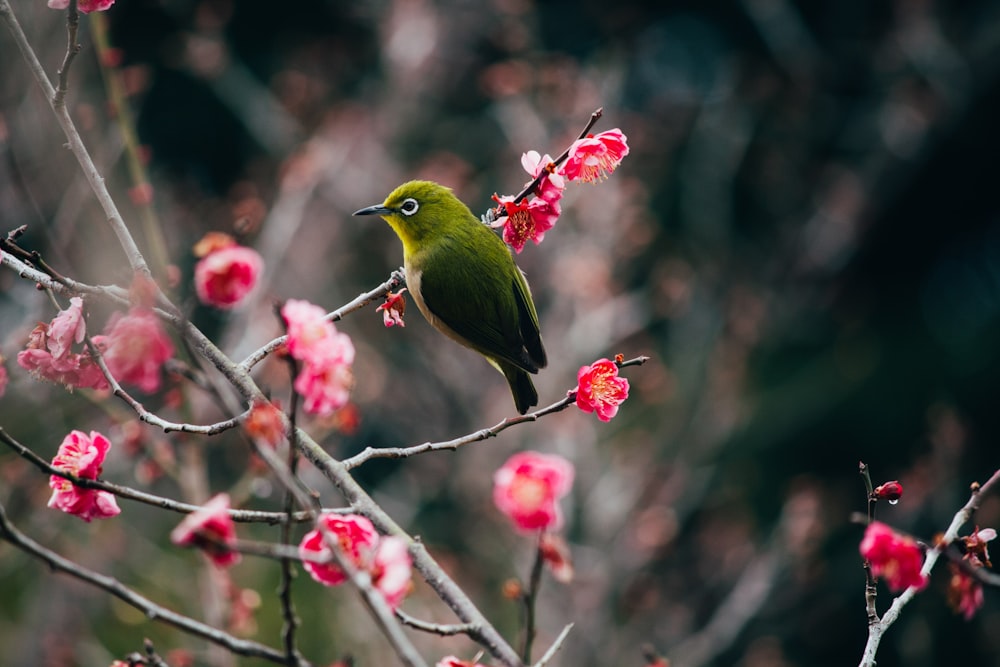 a green bird perched on a branch with pink flowers