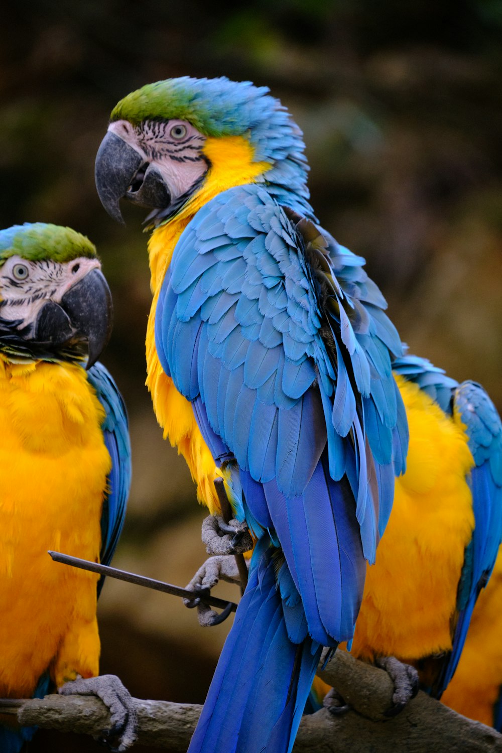 two blue and yellow parrots sitting on a branch