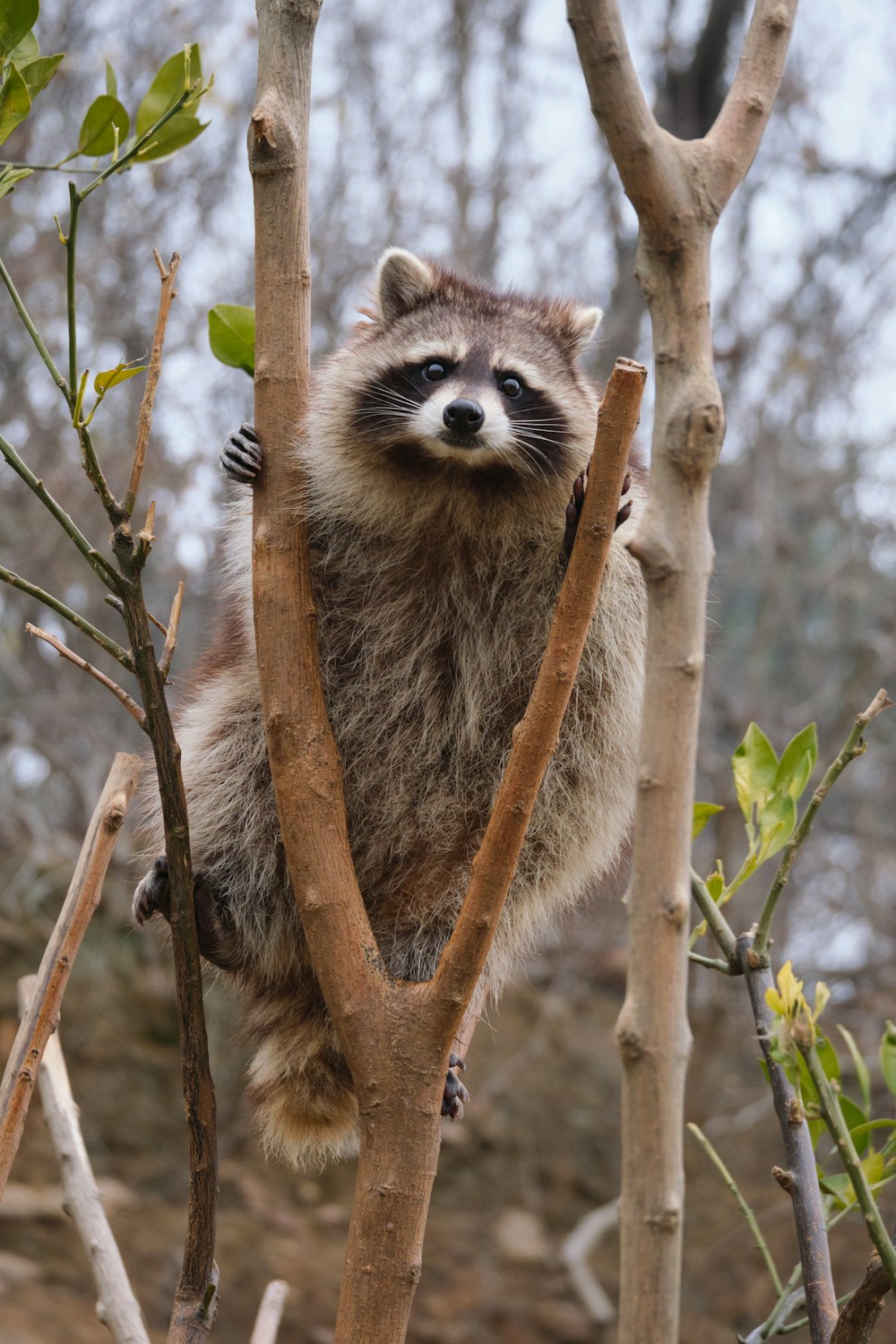 a raccoon climbing a tree branch in a forest