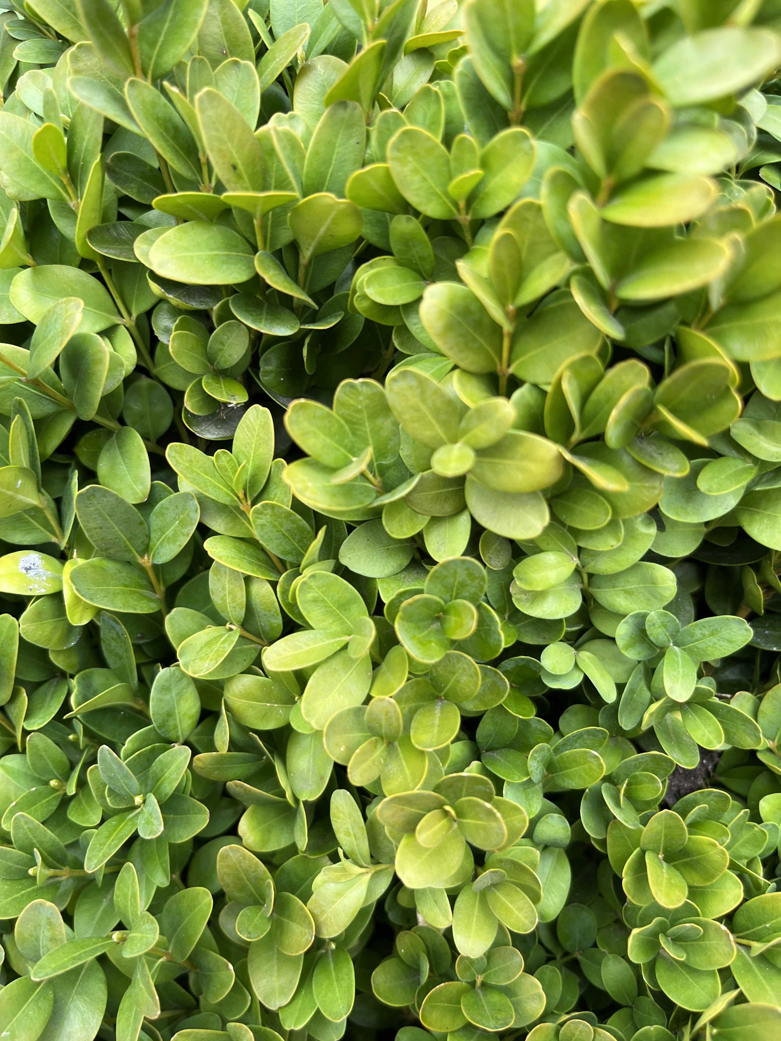 Photo by annettecardo