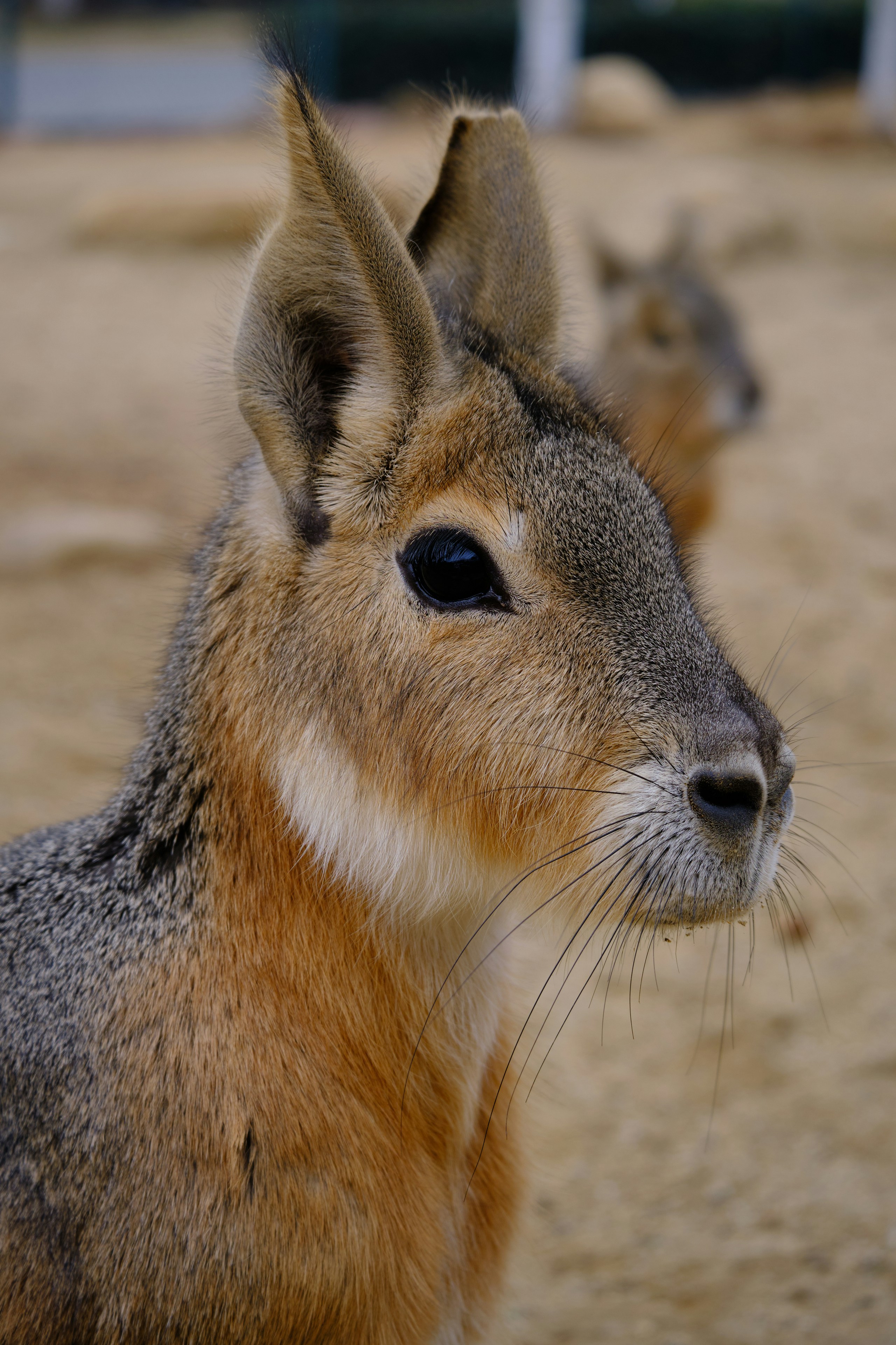 背景がぼやけた小動物の接写