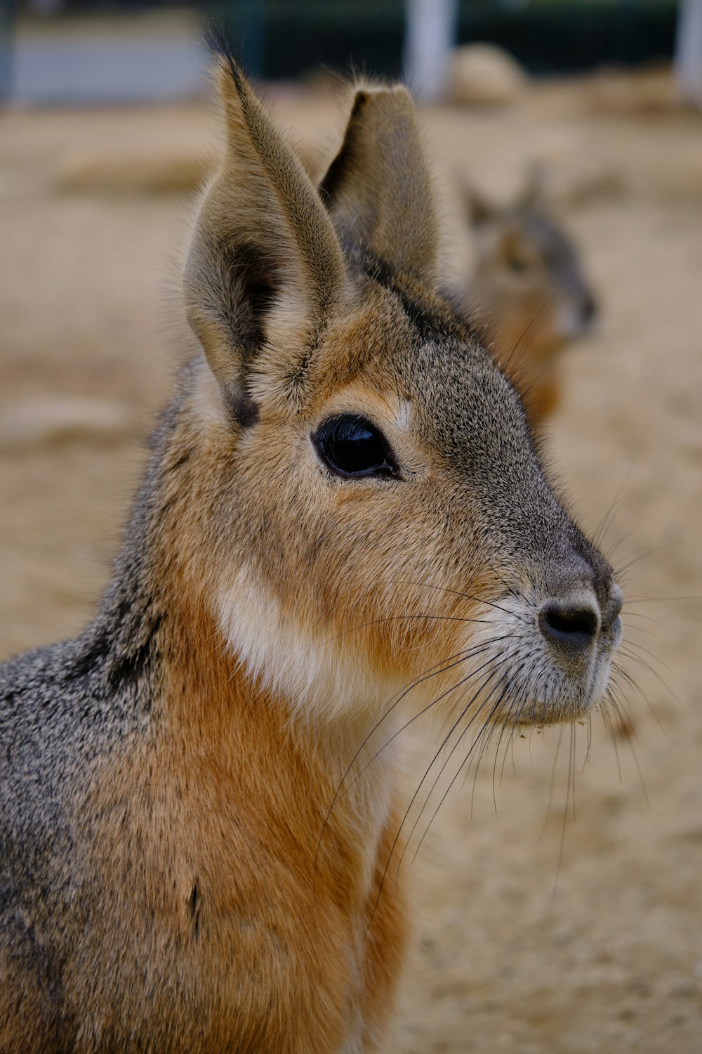 a close up of a small animal with a blurry background