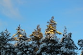 Snow-covered pine trees with a hint of sunrise light, evoking the spirit of early ski days.