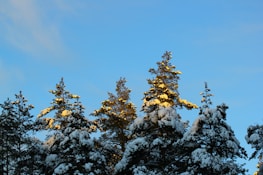 Snow-covered pine trees with a hint of sunrise light, evoking the spirit of early ski days.