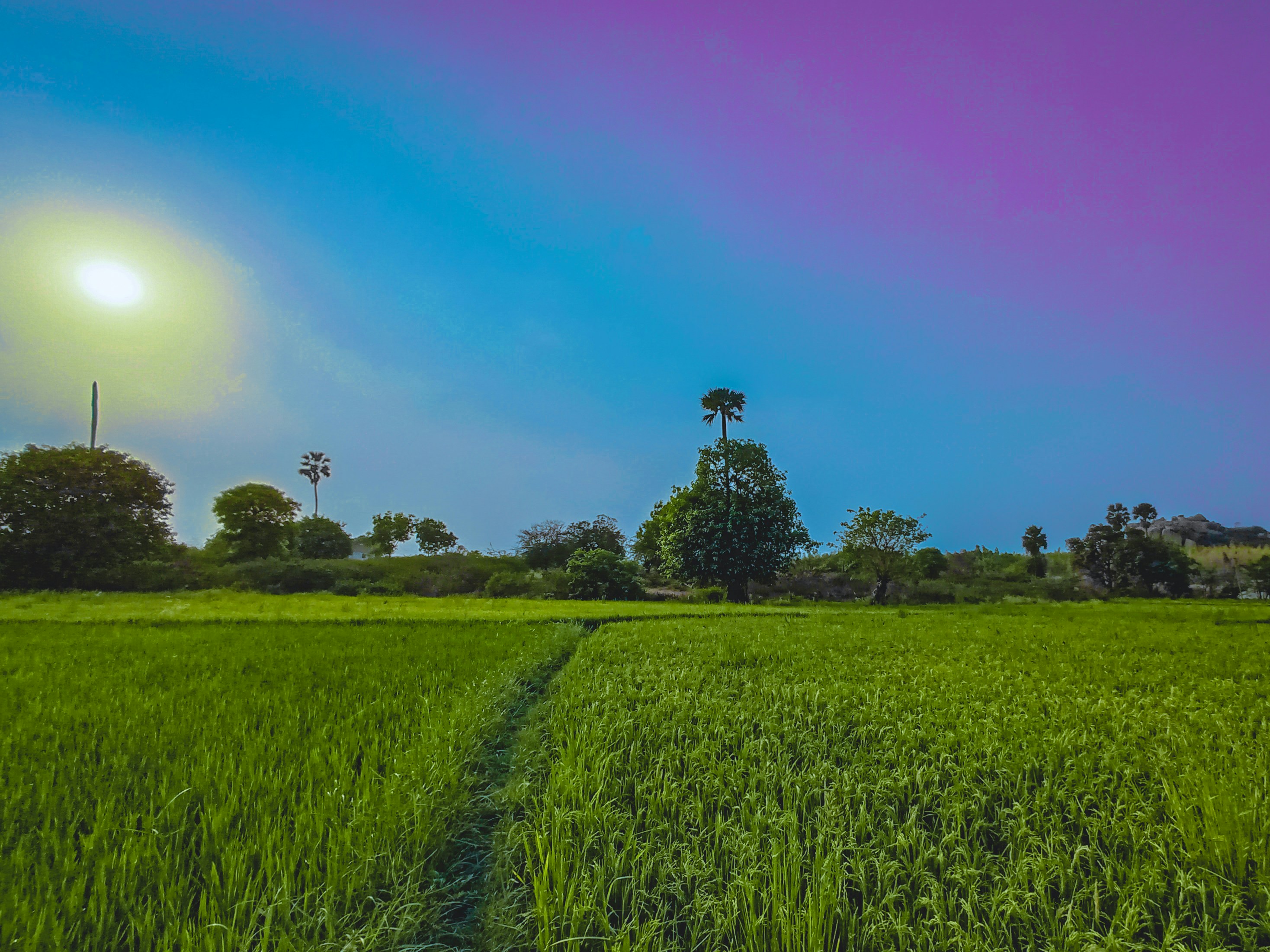 A trail through green open land in rural Maharashtra