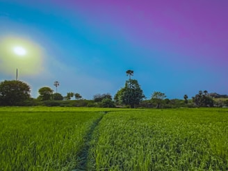a green field with a trail in the middle of it