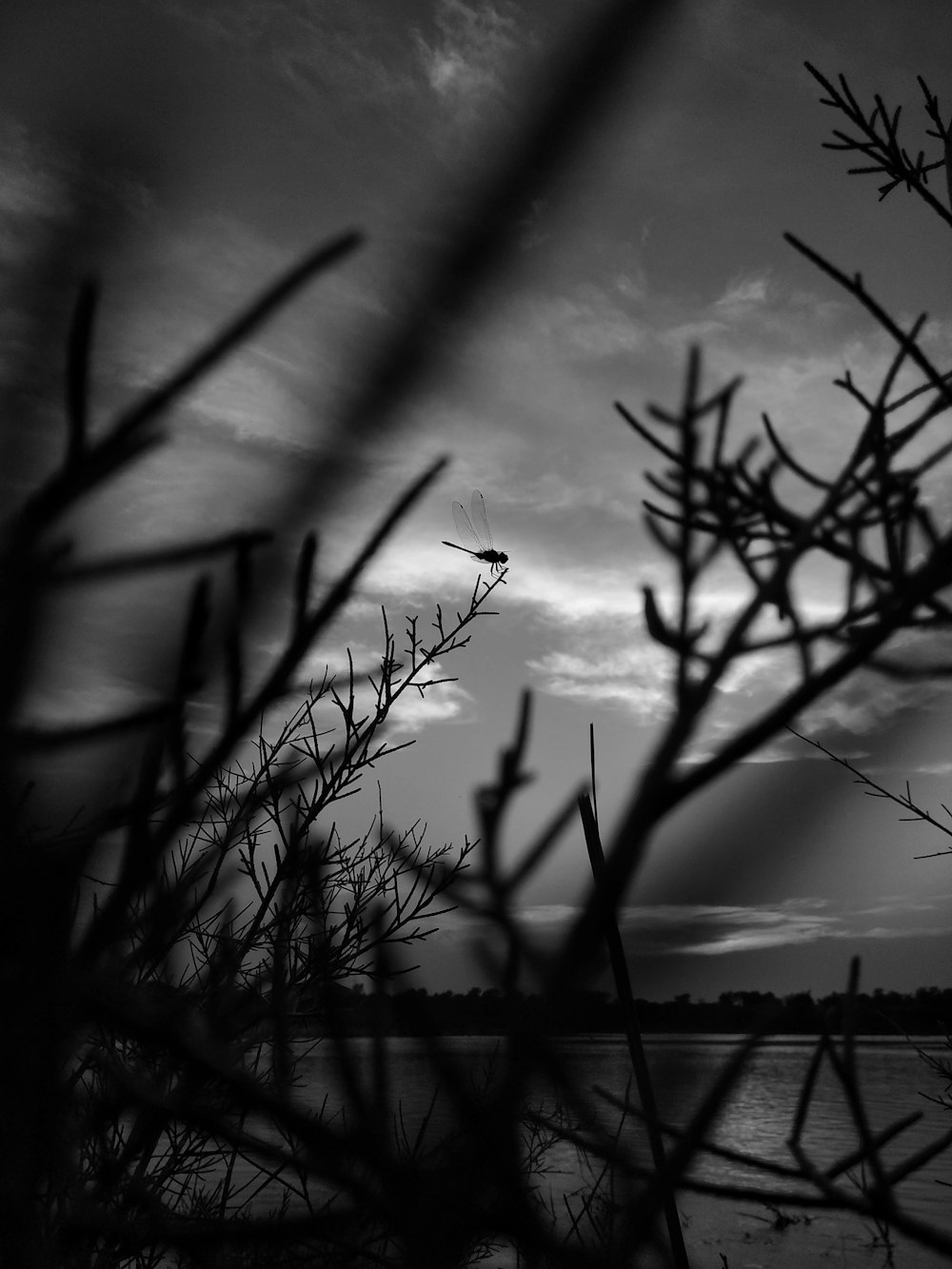 a black and white photo of a bird flying over a body of water