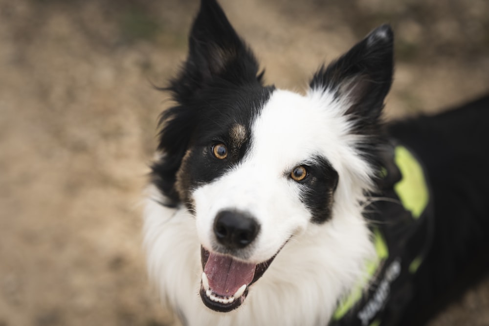 a black and white dog with a green vest