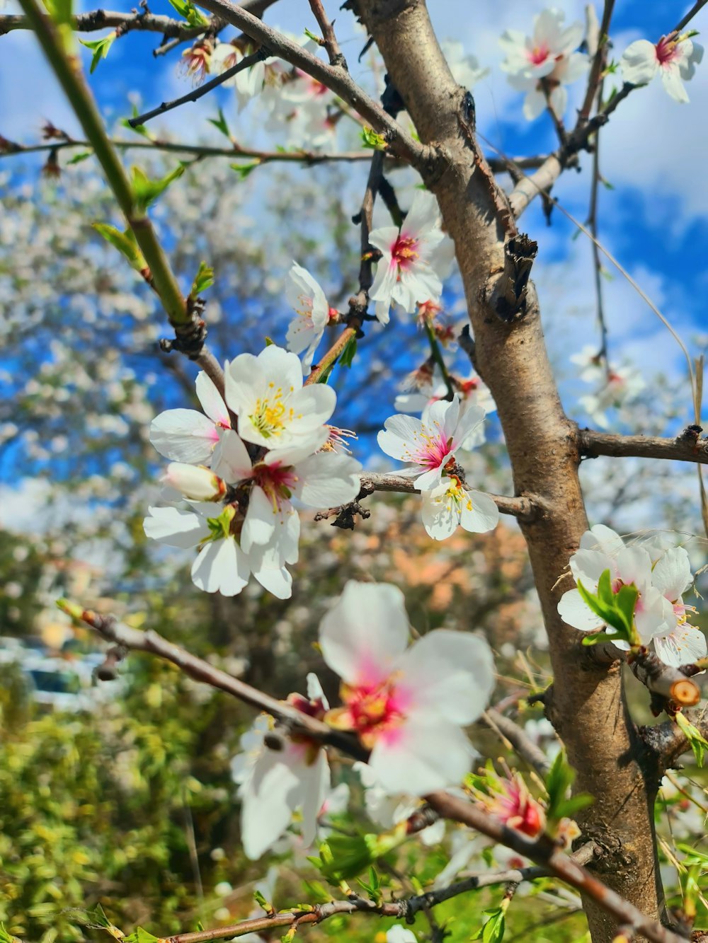 a tree with white and pink flowers on it